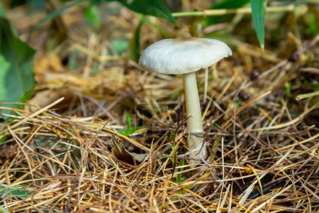 Photo for Lentil shanklet, also called appleseed coincap mushroom, Collybia tuberosa. - Royalty Free Image