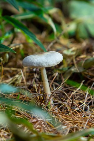 Lentil shanklet, also called appleseed coincap mushroom, Collybia tuberosa.