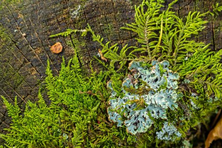 Un gros plan de lichen Hypogymnia physodes sur une vieille branche d'arbre.