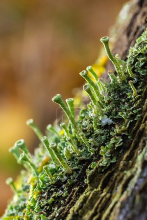 Nahaufnahme der Trompetenflechte Cladonia fimbriata zwischen Steinblumen und Moos auf einem Felsen.