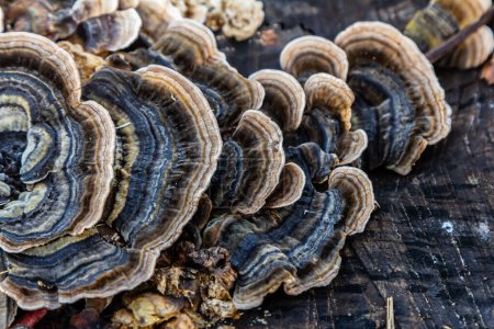 Trametes versicolor, également connu sous le nom de Polyporus versicolor, est un champignon polypore commun trouvé dans le monde entier et aussi un champignon médicinal traditionnel bien connu poussant sur les troncs d'arbres.