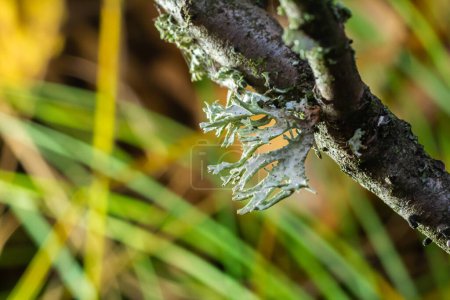 A close up of lichen Hypogymnia physodes on a old tree branch.