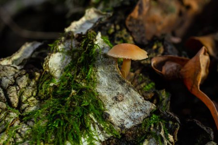 Psathyrella piluliformis Common Stump Brittlestem mushroom reddish-brown mushroom that grows steeply in groups, natural light.