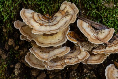 Trametes versicolor, also known as Polyporus versicolor, is a common polypore mushroom found throughout the world and also a well-known traditional medicinal mushroom growing on tree trunks.