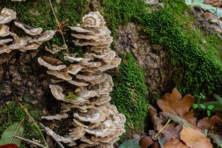 Trametes versicolor, également connu sous le nom de Polyporus versicolor, est un champignon polypore commun trouvé dans le monde entier et aussi un champignon médicinal traditionnel bien connu poussant sur les troncs d'arbres.