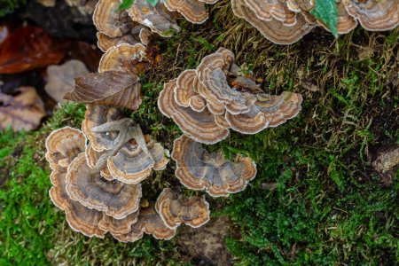 Trametes versicolor, también conocido como Polyporus versicolor, es un hongo poliporoso común que se encuentra en todo el mundo y también un hongo medicinal tradicional bien conocido que crece en los troncos de los árboles.