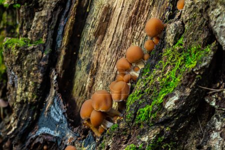 Psathyrella piluliformis Gemeiner Stumpf Brittlestem Pilz rötlich-brauner Pilz, der in Gruppen steil wächst, natürliches Licht.