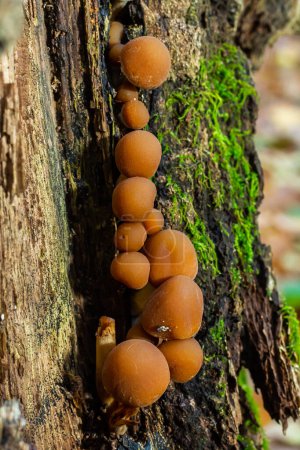 Psathyrella piluliformis Common Stump Seta Brittlestem de color marrón rojizo que crece abruptamente en grupos, luz natural.