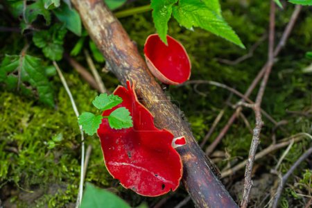 Spring edible red mushrooms Sarcoscypha grow in forest. close up. sarcoscypha austriaca or Sarcoscypha coccinea - mushrooms of early spring season, known as Scarlet elf cup. fresh fungus picking.
