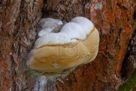 Fomes fomarius hongo en el tronco de un viejo álamo en un día de verano.