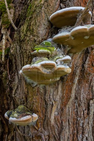 Fomes fomentarius mushroom on the trunk of an old poplar on a summer day.