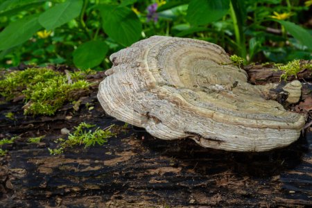 Fomes fomentarius Pilz am Stamm einer alten Pappel an einem Sommertag.