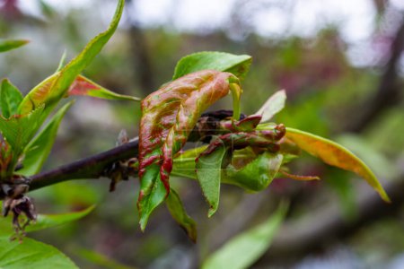 Peach leaf curl. Fungal disease of peaches tree. Taphrina deformans. Peach tree fungus disease. Selective focus. Topic - diseases and pests of fruit trees, pest control. Square .