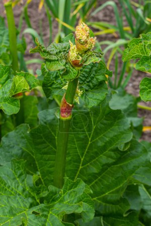 Rhubarb flower. Blooms of rhubarb flowers with green stem and leaves.