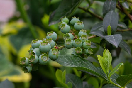 Green blueberries, Vaccinium corymbosum, ripening fruit on a blueberry bush, close-up view .