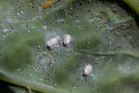 dessous des feuilles des plantes avec le parasite Chou Mouche blanche Aleyrodes prolétella adultes et larves sur la face inférieure de la feuille. C'est une espèce de mouche blanche de la famille des Aleyrodidae, ravageur de nombreuses cultures.