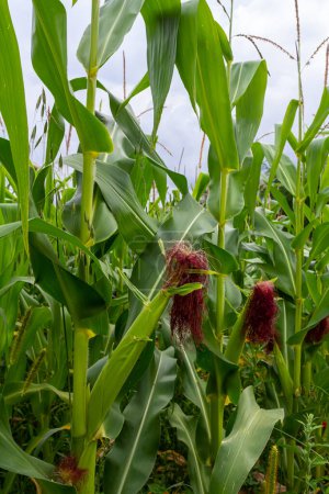 corn cob on a field in summer.