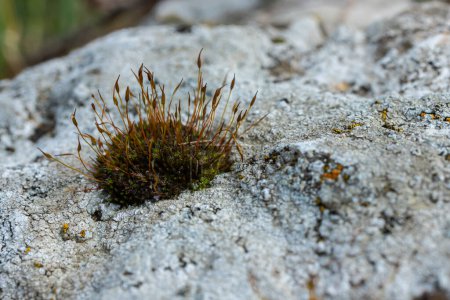 Kostbare Wassertropfen aus dem Morgentau, die eine isolierte Pflanze von Ceratodon purpureus bedecken, die auf dem Felsen wächst, violettes Moos, verbranntes Moos auf dem Stein, warme Farben Nahaufnahme.