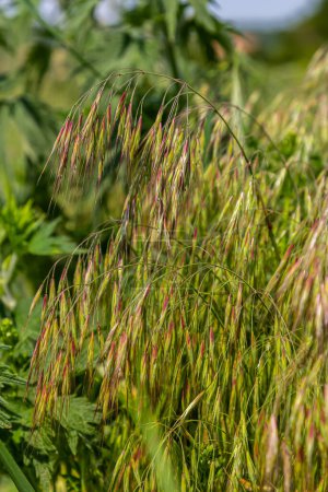 La planta Bromus sterilis, anysantha sterilis, o brome estéril pertenece a la familia Poaceae en el momento de la floración. planta de cereal silvestre Bromus sterilis, anysantha sterilis..