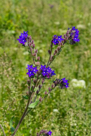 Anchusa officinalis, commonly known as the common bugloss or alkanet with green background.