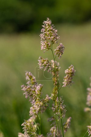 Plante Dactylis contre l'herbe verte.Dans la prairie fleurit l'herbe fourragère précieuse Dactylis glomerata.Dactylis glomerata, également connu sous le nom de pied de coq, herbe de verger, ou herbe de chat.