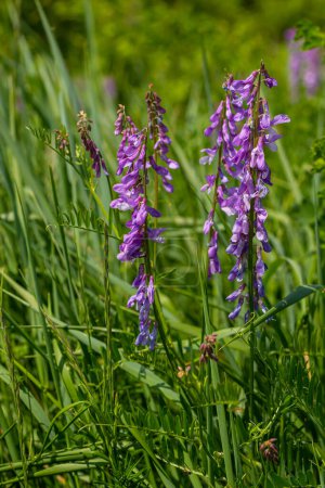 Wicken, Vicia cracca wertvolle Honigpflanze, Futter und Heilpflanze. Fragile lila Blüten Hintergrund. Woll- oder Futterwicken blühen im Frühjahrsgarten.
