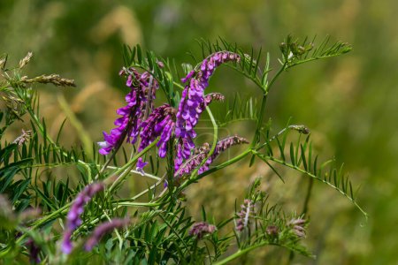 Vetch, vicia cracca plante précieuse de miel, fourrage, et plante médicinale. Fragile fond de fleurs violettes. Fleur de vesce laineuse ou fourragère dans le jardin de printemps.