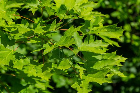 Abstrakter Frühling saisonaler Hintergrund aus grünen Ahornblättern. Ökologisches Naturkonzept.
