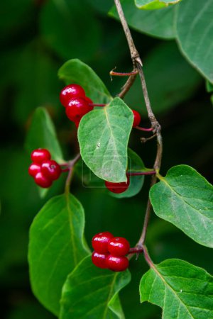 Festive Holiday Honeysuckle Branch with Red Berries Lonicera xylosteum.