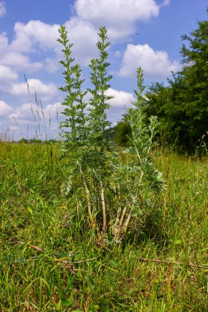 Silbergrüner Wermut hinterlässt einen Hintergrund. Artemisia absinthium, Absinth-Wermutpflanze im Kräutergarten, Nahaufnahme, Makro.
