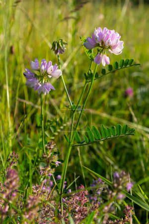 Securigera varia or Coronilla varia, commonly known as crownvetch or purple crown vetch.