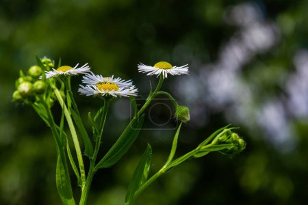 Erigeron annuus known as annual fleabane, daisy fleabane, or eastern daisy fleabane.
