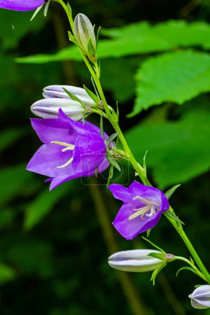 Téléchargez les photos : Fleur cloche groupée Campanula glomerata fleurissant dans la nature. - en image libre de droit