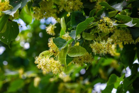 Tilia cordata linden tree branches in bloom, springtime flowering small leaved lime, green leaves in spring daylight.
