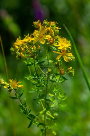 Nahaufnahme der gelben Blüten von Hypericum perforatum, einem pflanzlichen Arzneimittel.