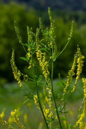 Flowers of Melilotus officinalis is on bright summer background. Blurred background of yellow - green. Shallow depth of field.