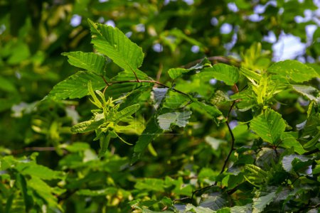 Foto de Rama de un carpe Carpinus betulus con inflorescencia descendente y hojas en otoño, foco seleccionado, profundidad de campo estrecha, espacio de copia en el fondo borroso. - Imagen libre de derechos