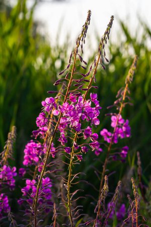 Wonderful flowering fireweed Chamaenerion angustifolium highlighted by the evening sun. A bunch of marvelous blossoming rosebay willowherbs.