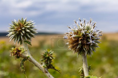 Close up selective focus of Great globe thistle, known as Echinops sphaerocephalus and Glandular globe thistle.