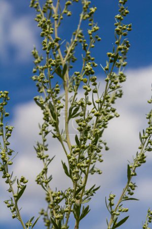 Wormwood feuilles grises vertes avec de belles fleurs jaunes. Artemisia absinthium absinthium, absinthe plante à fleurs d'absinthe, gros plan macro.
