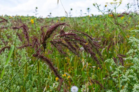 En el campo, como las malas hierbas entre los cultivos agrícolas crecen Echinochloa crus-galli.
