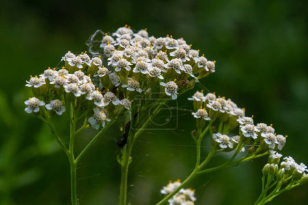 Aiguillat commun Achillea millefolium fleurs blanches rapprochées, fond floral feuilles vertes. herbes naturelles biologiques médicinales, concept de plantes. Yarrow sauvage, fleur sauvage.
