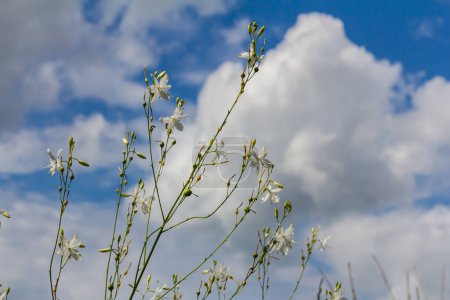 Foto de Frágiles flores blancas y amarillas de Anthericum ramosum, en forma de estrella, que crecen en un prado en la naturaleza, fondo verde borroso, colores cálidos, día de verano brillante y soleado. - Imagen libre de derechos