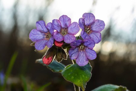 Vivid and bright pulmonaria flowers on green leaves background close up.