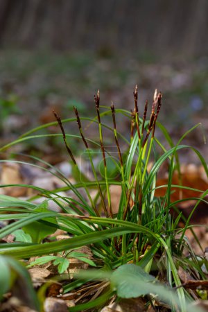 Sedge hairy blossoming in the nature in the spring.Carex pilosa. Cyperaceae Family.