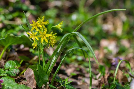 Early spring plant Gagea lutea blooms in the wild in the woods.