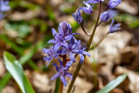 Scilla bifolia, the alpine squill or two-leaf squill, is a herbaceous perennial plant of the family Asparagaceae. Art photo of the early flowering plant Scilla bifolia, the alpine squill.