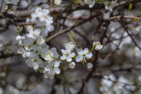 Prunus Cerasifera ciruela blanca en flor. Flores blancas de Prunus Cerasifera.