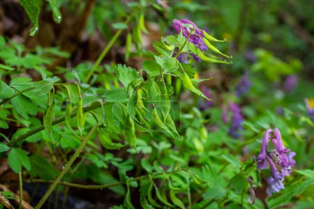 Corydalis blooms in spring in the wild in the forest.
