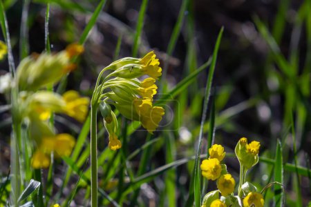 Gelbe Primula veris cowslip, Common cowslip, cowslip primrose auf weichem grünem Hintergrund. Selektiver Fokus.